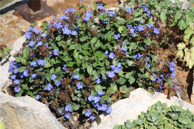 Plavuljak (Ceratostigma plumbaginoides)